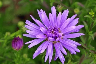 Imagem jigsaw puzzle