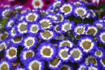 Imagem jigsaw puzzle