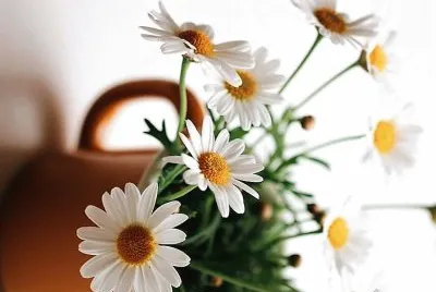 flores
