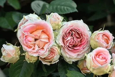 flores