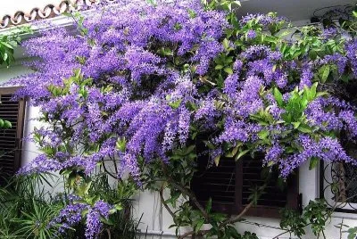 flores
