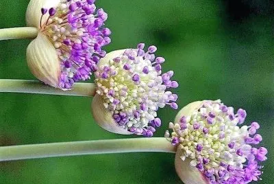 flores