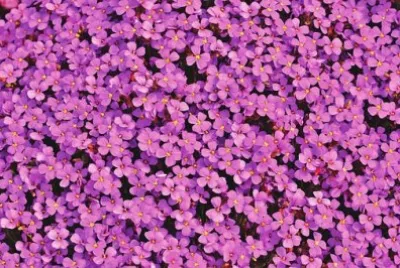 Imagem jigsaw puzzle