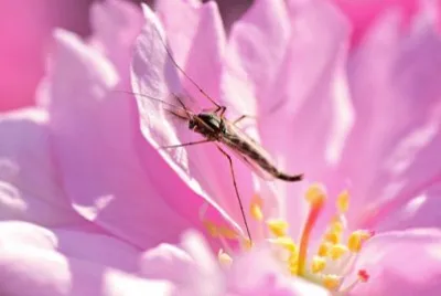 Imagem jigsaw puzzle