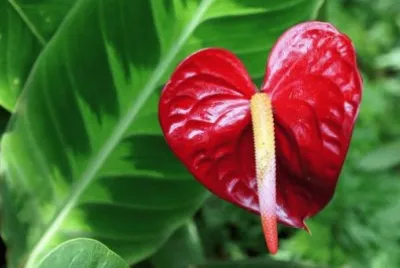 Imagem jigsaw puzzle
