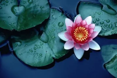 Imagem jigsaw puzzle