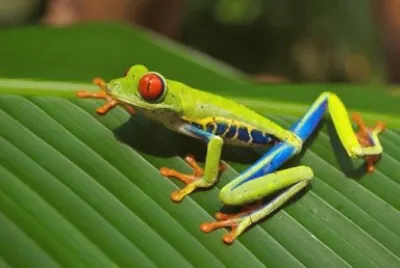 Imagem jigsaw puzzle