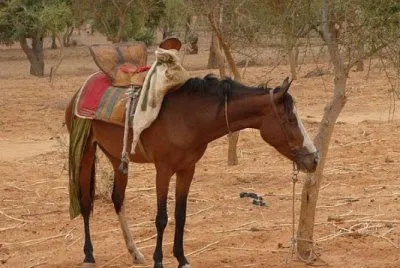 Dongola