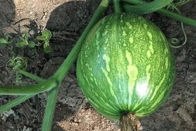 frutos