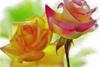 flores