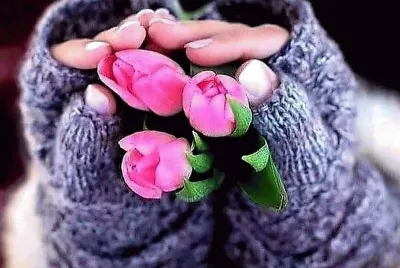 flores