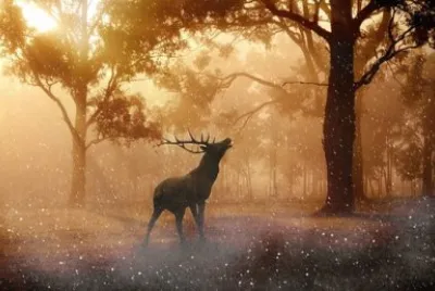 Imagem jigsaw puzzle