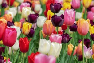 Imagem jigsaw puzzle