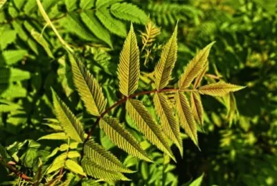 Imagem jigsaw puzzle