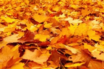 Imagem jigsaw puzzle
