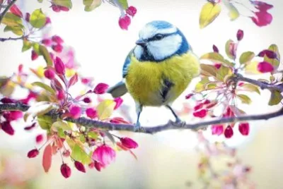 Imagem jigsaw puzzle