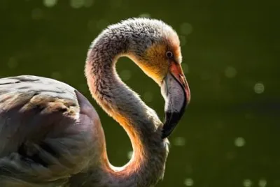 Imagem jigsaw puzzle