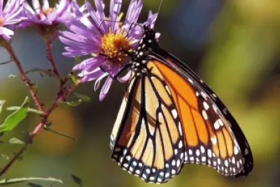papillon
