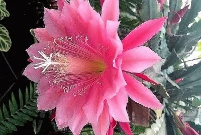 flores