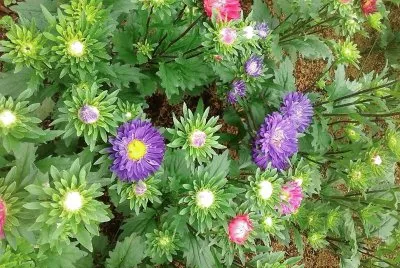 flores