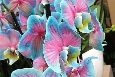 flores