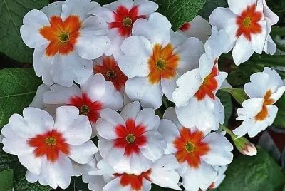 flores