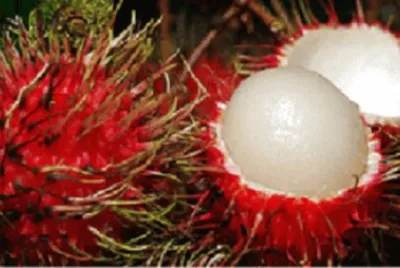 Imagem jigsaw puzzle