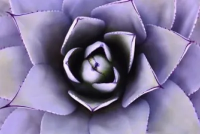 Imagem jigsaw puzzle