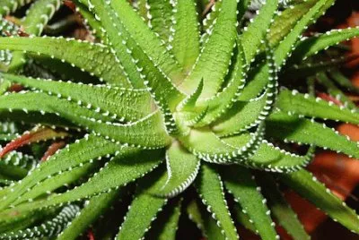 Imagem jigsaw puzzle