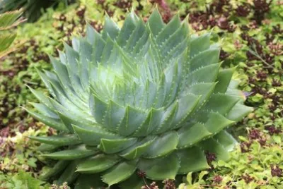 Imagem jigsaw puzzle