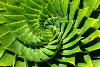 Imagem jigsaw puzzle