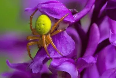 Imagem jigsaw puzzle