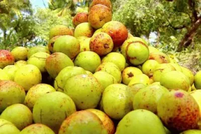 Imagem jigsaw puzzle