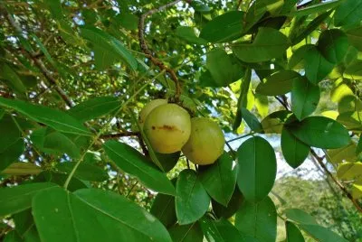 Imagem jigsaw puzzle