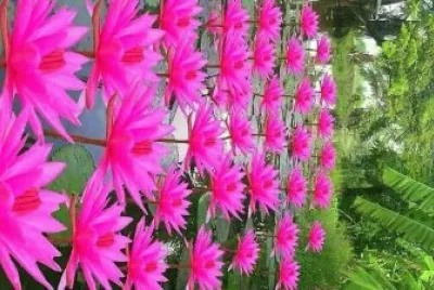 flores