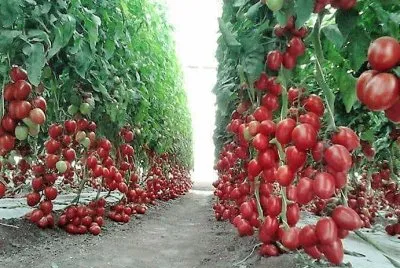 frutos