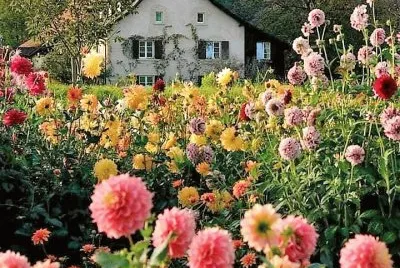 flores