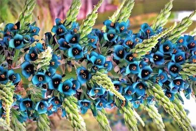 flores