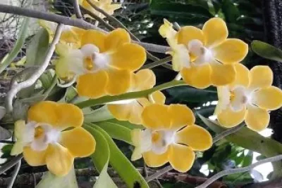 flores
