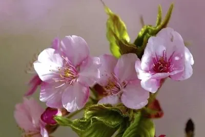 flores