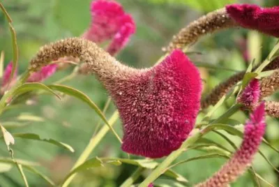 Imagem jigsaw puzzle