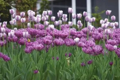 Imagem jigsaw puzzle