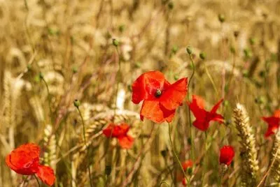 Imagem jigsaw puzzle