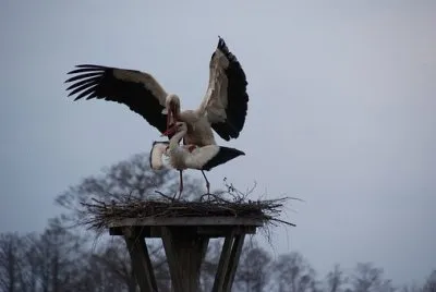 Imagem jigsaw puzzle