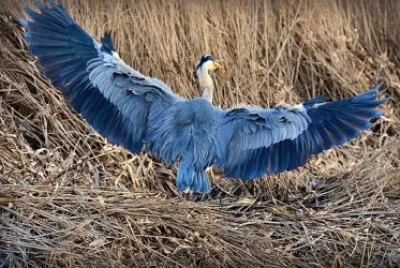 Imagem jigsaw puzzle