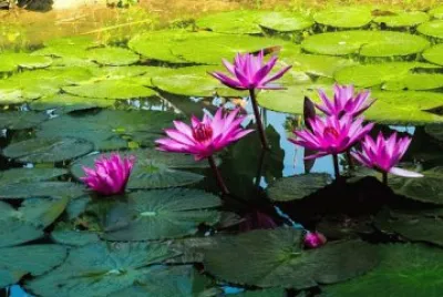 Imagem jigsaw puzzle