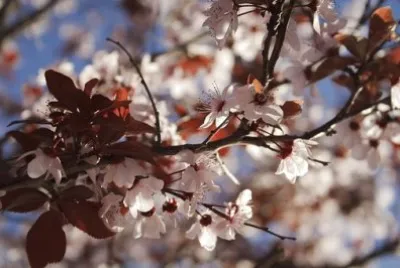 Imagem jigsaw puzzle