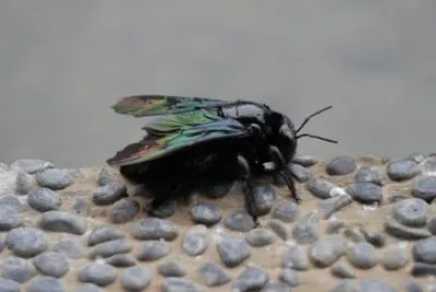 Imagem jigsaw puzzle