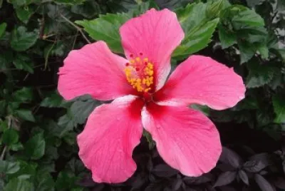 Imagem jigsaw puzzle