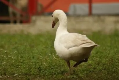 Imagem jigsaw puzzle